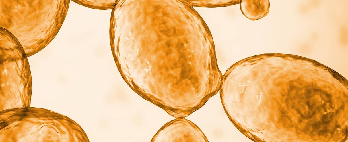 Close-up macro photograph of White Labs yeast cells in amber tones, representing the pure yeast and fermentation science at the core of the White Labs brand.